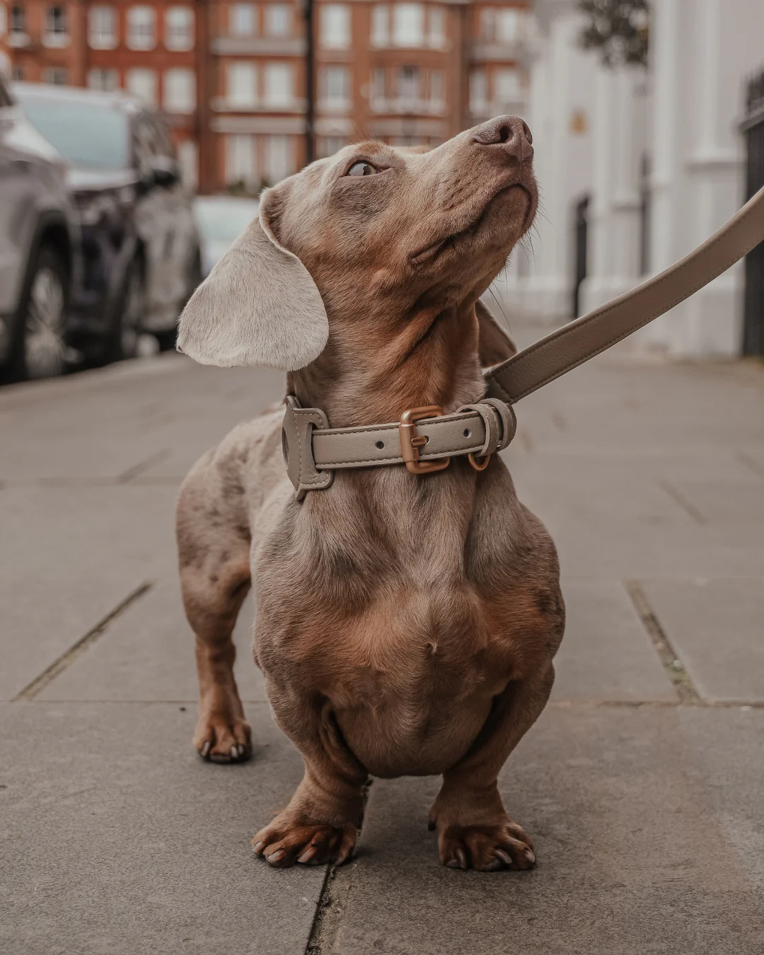 Hazelnut┃Studio Collar - Image 4