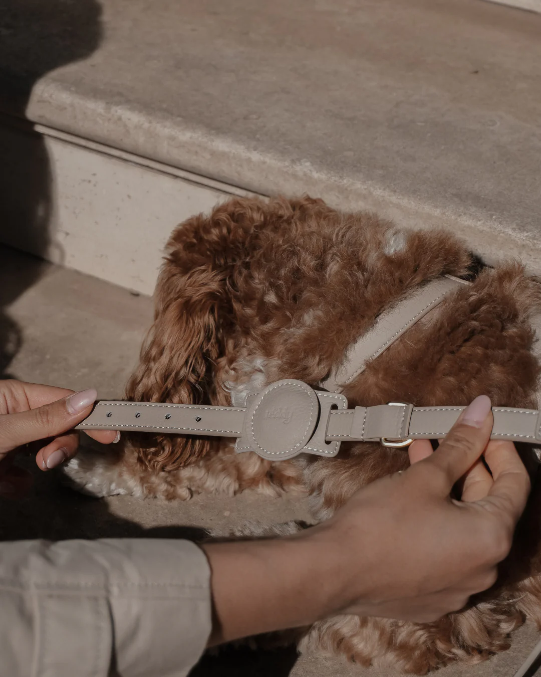 Hazelnut┃Studio Collar - Image 5