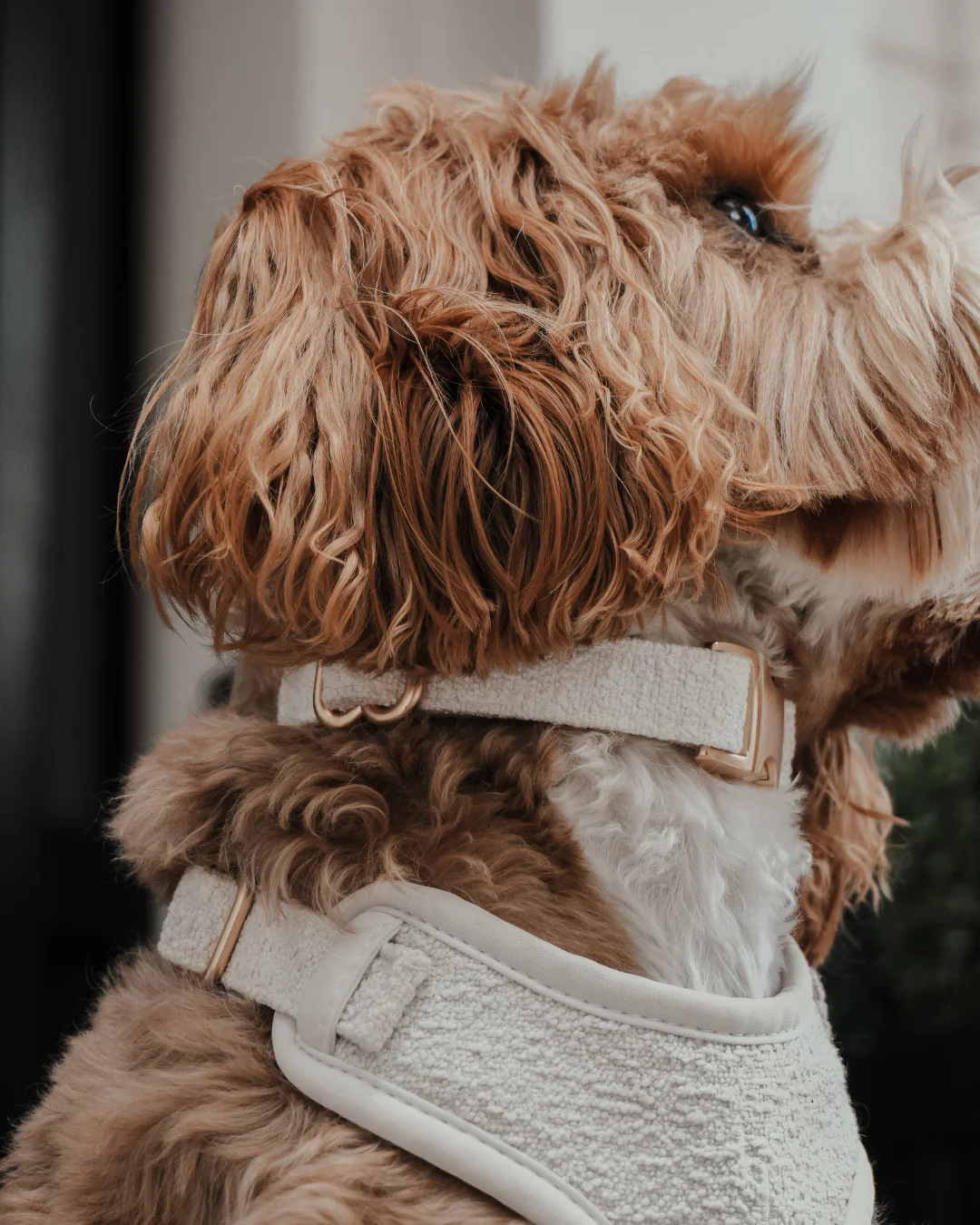 Marshmallow┃Bouclé Collar - Image 8