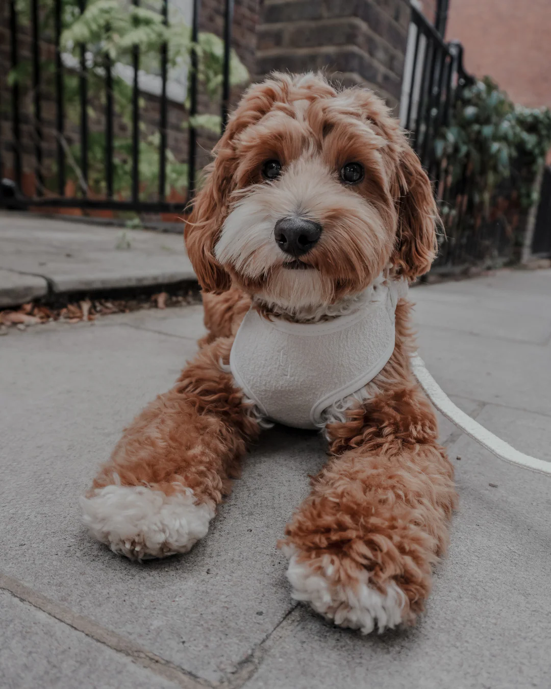 Marshmallow┃Bouclé Adjustable Harness - Image 4