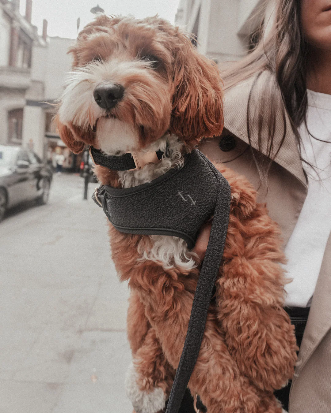 Midnight┃Bouclé Adjustable Harness - Image 6